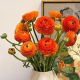 25 Orange Large Ranunculus Bulbs for Planting, Ranunculus Corms, Buttercup Flower Bulbs Spring Fall Growing