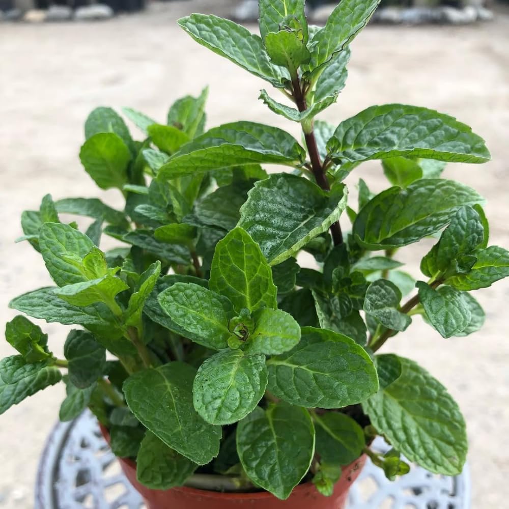 Mojito Mint Live Plant, Well Rooted Mint Herb in 3.5 Inch Pot, Gardens and Containers Growing