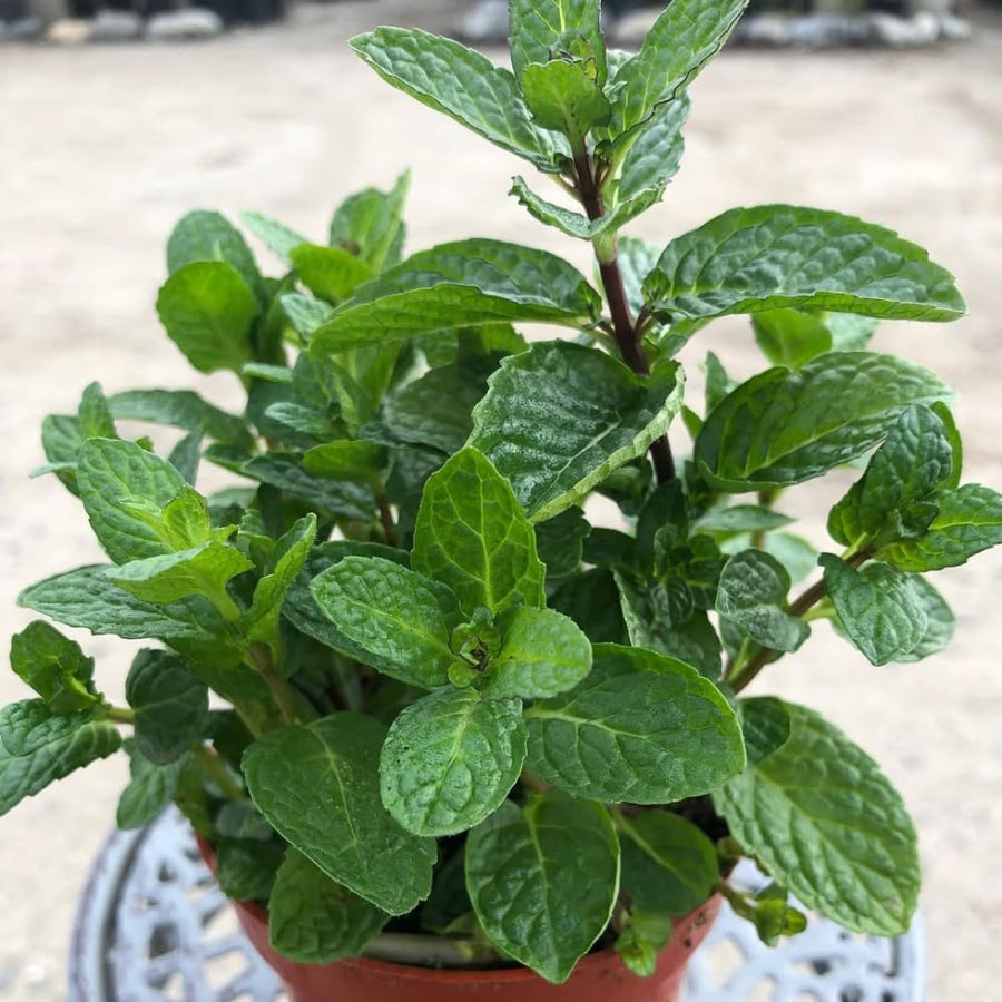 Mojito Mint Live Plant, Well Rooted Mint Herb in 3.5 Inch Pot, Gardens and Containers Growing