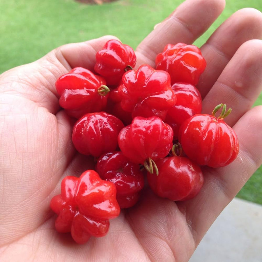 Surinam Cherry Tree Live Plant, Ready to Bear Fruit Cherry Tree, 1.5-2 Feet Tall, Edible, Cold Hardy, Outdoor Growing