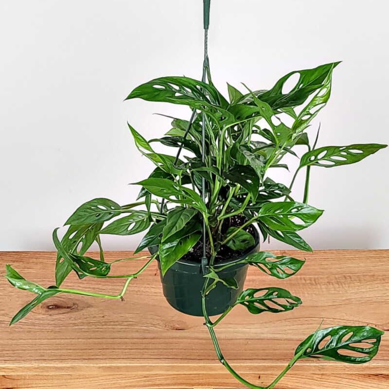 2 Swiss Cheese Monstera Live Plants, Indoor Houseplant, Home Plant Ready to Grow 4-6 Inches