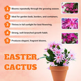 1 Easter Cactus Plant Live, Spring Cactus Live Plant, 4-8 Inch Height, Holiday Blooms for Outdoor Spaces, No Pot, Bareroot (Pink)