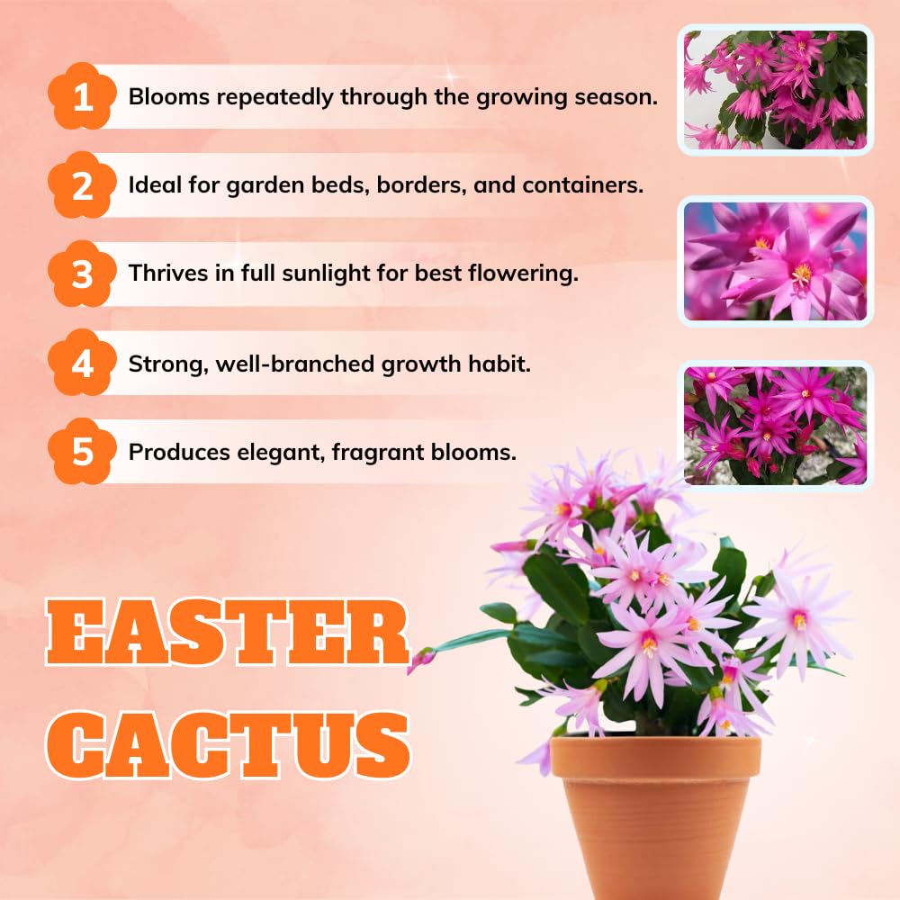 1 Easter Cactus Plant Live, Spring Cactus Live Plant, 4-8 Inch Height, Holiday Blooms for Outdoor Spaces, No Pot, Bareroot (Pink)
