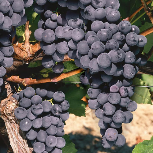 Black Grape Vine Plant Live for Planting, 1-2 Year Old, Bunch Grape Plant Live Grape Tree, Grape Fruit Tree for Planting