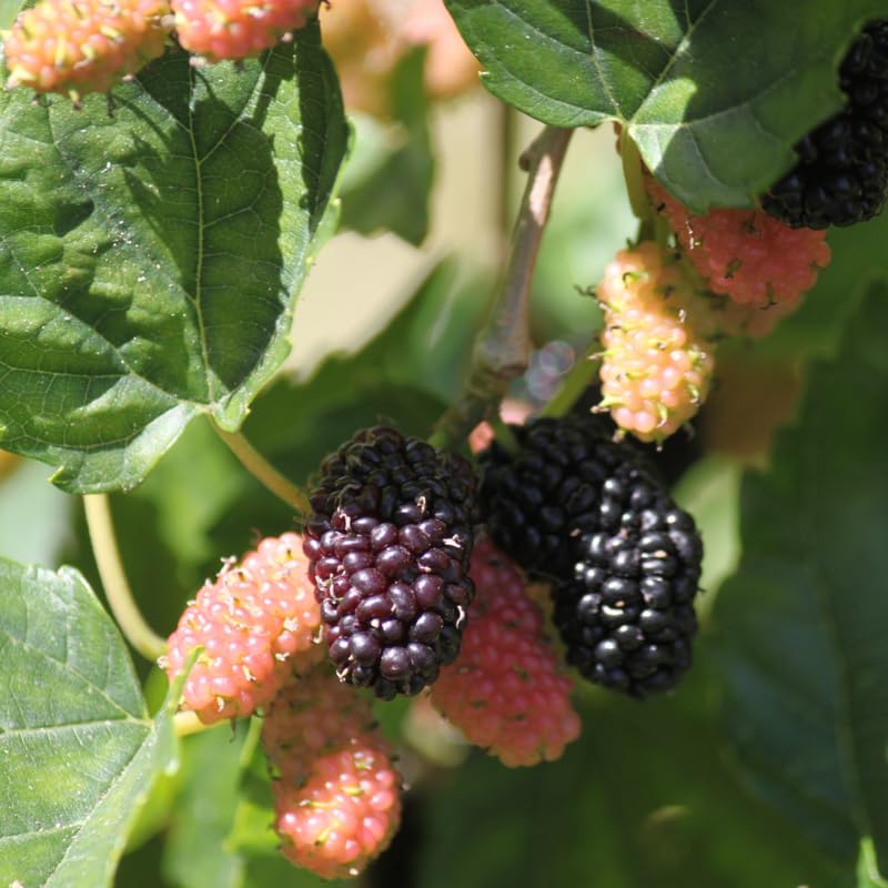 2 Dwarf Mulberry Plants Live, Everbearing Mulberry Trees Live Plant 6 to 12 Inch Tall, in 3.5" Pot, Sweet Mulberry Fruit Plant