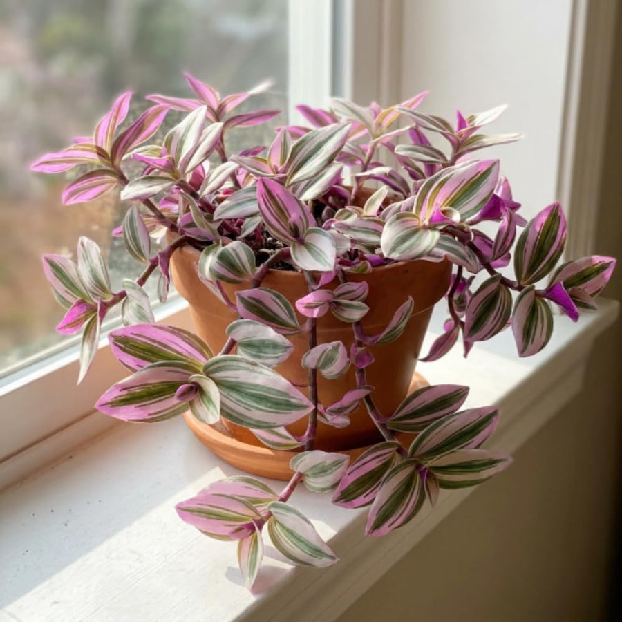 Wandering Jew Plant Live, Tradescantia Nanouk Plant Live 4-7 Inch Tall, Colorful Purple Pink Foliage for Indoor Outdoor Houseplant