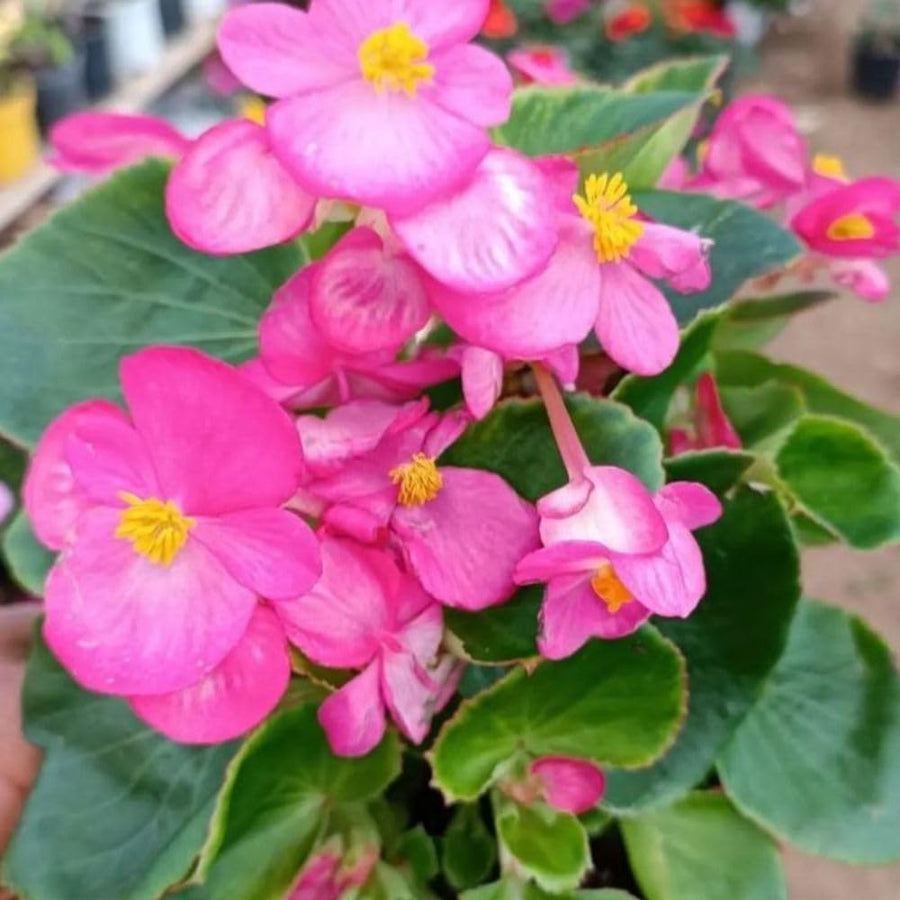 Pink Begonia Live Plant, 3–6 Inch Tall, 4” Pot, Ornamental Foliage Begonia Plant, Colorful Indoor Houseplant for Home and Office Decor