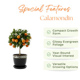 Dwarf Calamondin Tree Live Plant, Calamansi Orange Tree, 3-4 Feet Tall, Indoor Outdoor Garden Fruit Tree