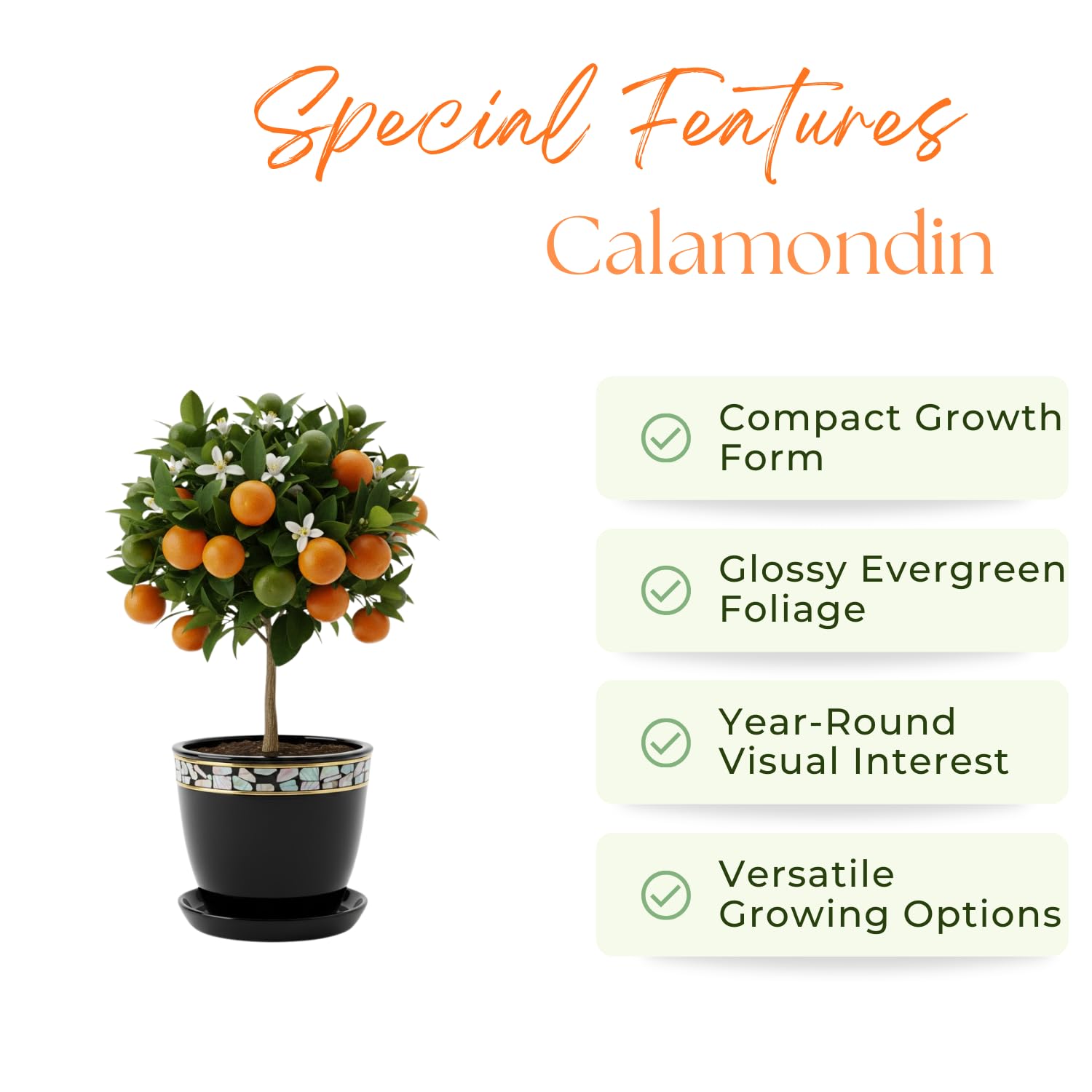 Dwarf Calamondin Tree Live Plant, Calamansi Orange Tree, 3-4 Feet Tall, Indoor Outdoor Garden Fruit Tree