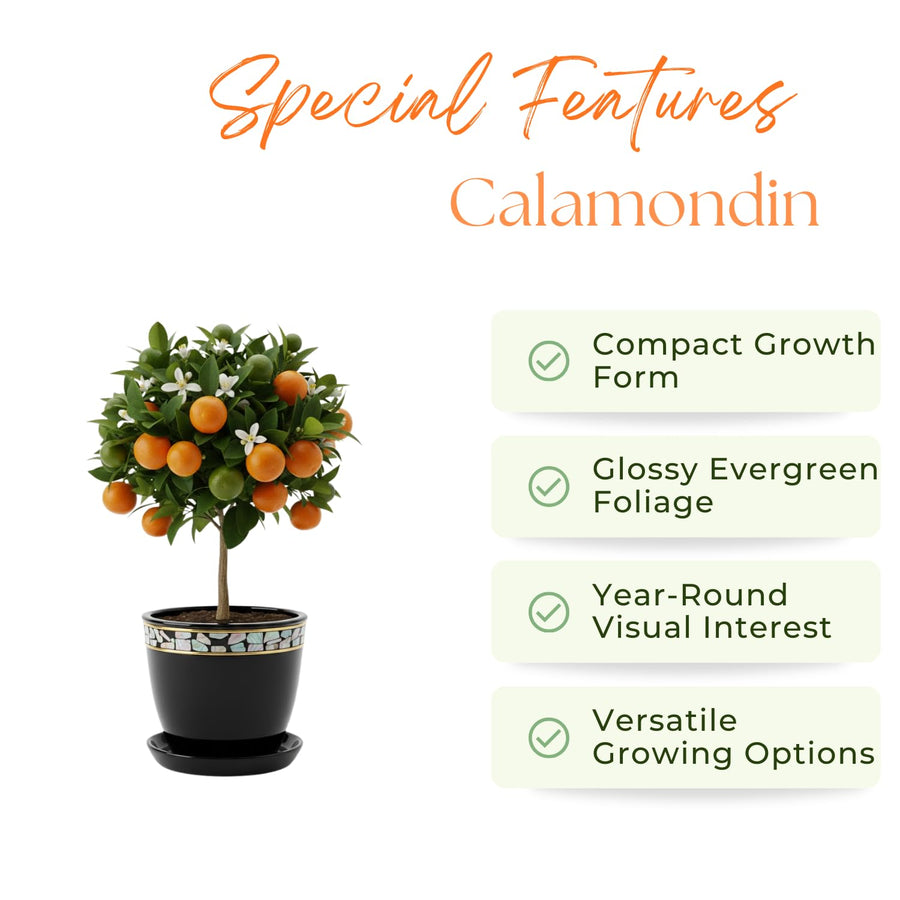 Dwarf Calamondin Tree Live Plant, Calamansi Orange Tree, 3-4 Feet Tall, Indoor Outdoor Garden Fruit Tree