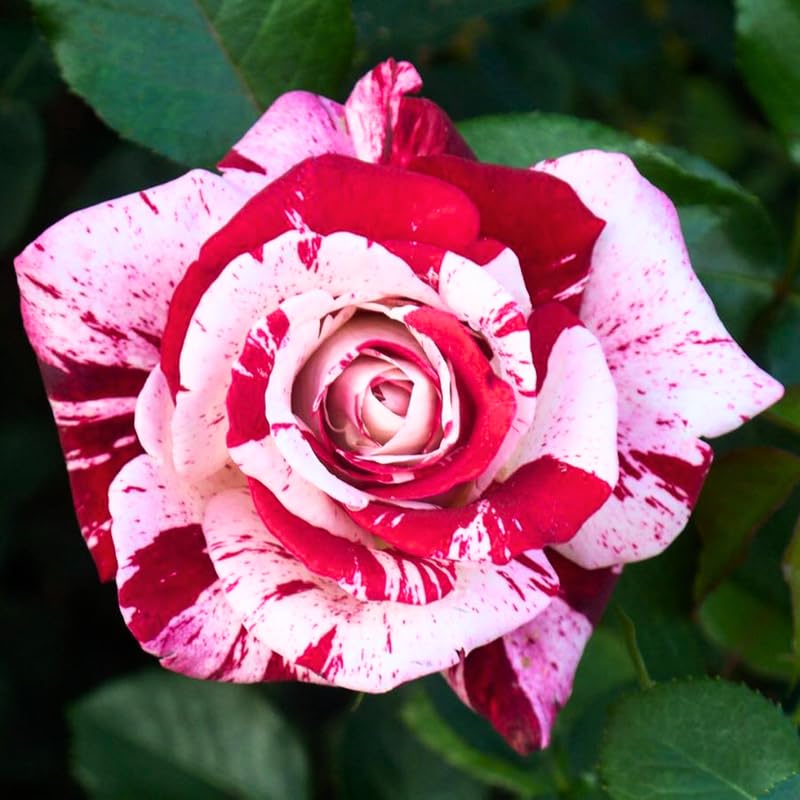 Red Pink Mini Rose Plant Live, Miniature Rose Bush in 3" Pot, Indoor Outdoor Flowering Plant, Compact Live Rose for Gifts and Gardens