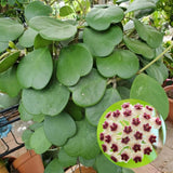 Live Hoya Kerrii Plant for Planting, Compact Foliage Houseplant, 3-5 Inches Tall, Succulent Plant for Indoor Outdoor Garden