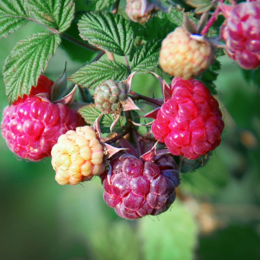 Pack 2 Glencoe Purple Raspberry Plants Live, Size 5-9 Inch Tall, Raspberry Trees Live Plants, Sweet Raspberry Bush Shrub