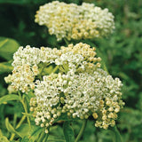 2 Mikweed Live Plants, Asclepias Tuberosa Perennial Flowers Plants, Tropical Butterfly Milkweeds 4-8 Inch for Outdoor Garden (White)