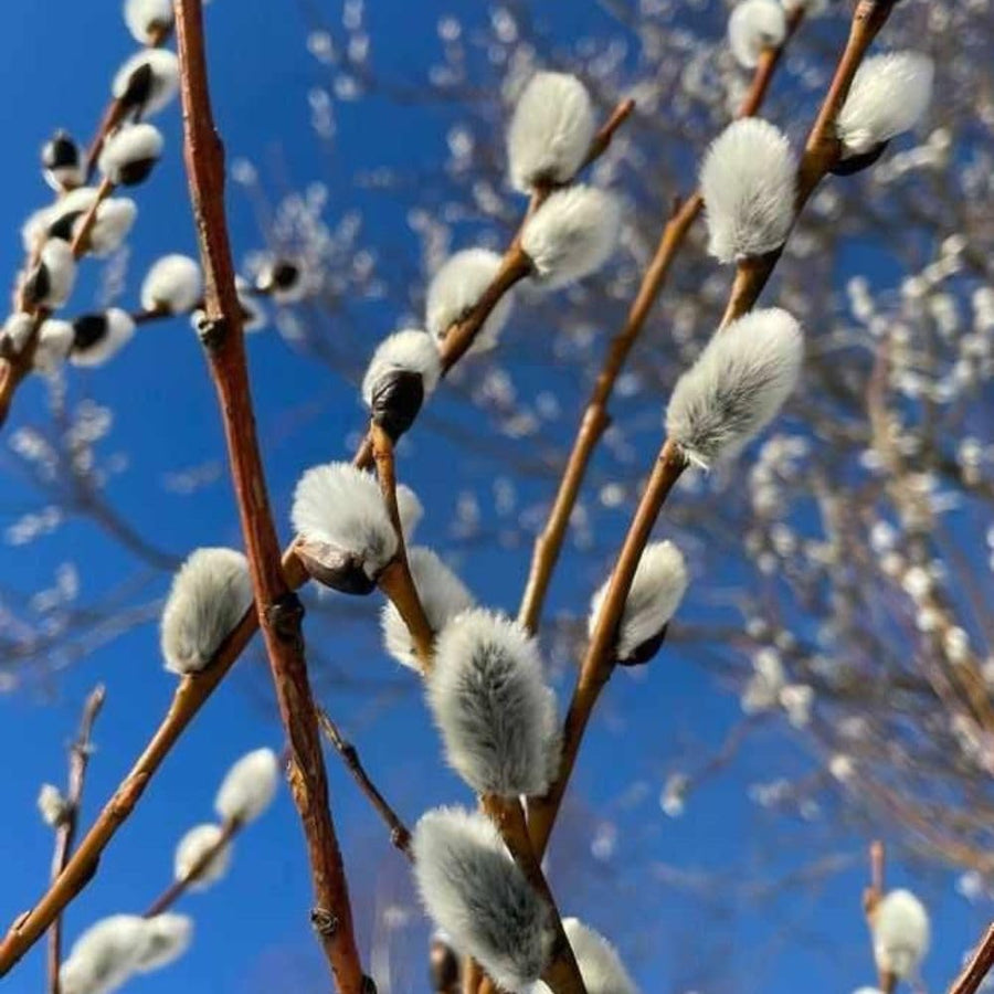 Weeping Pussy Willow Live Plant in 2.5" Pot, 4-8 Inches Tall, Willow Tree, Hardy Shrub for Outdoor Garden, Dormant in Winter