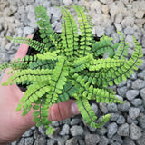 5 Maidenhair Fern Rhizomes Live Plants for Planting, Ferns Live Plants Outdoors Indoors Full Shade, Bare Roots, Fast-Growing