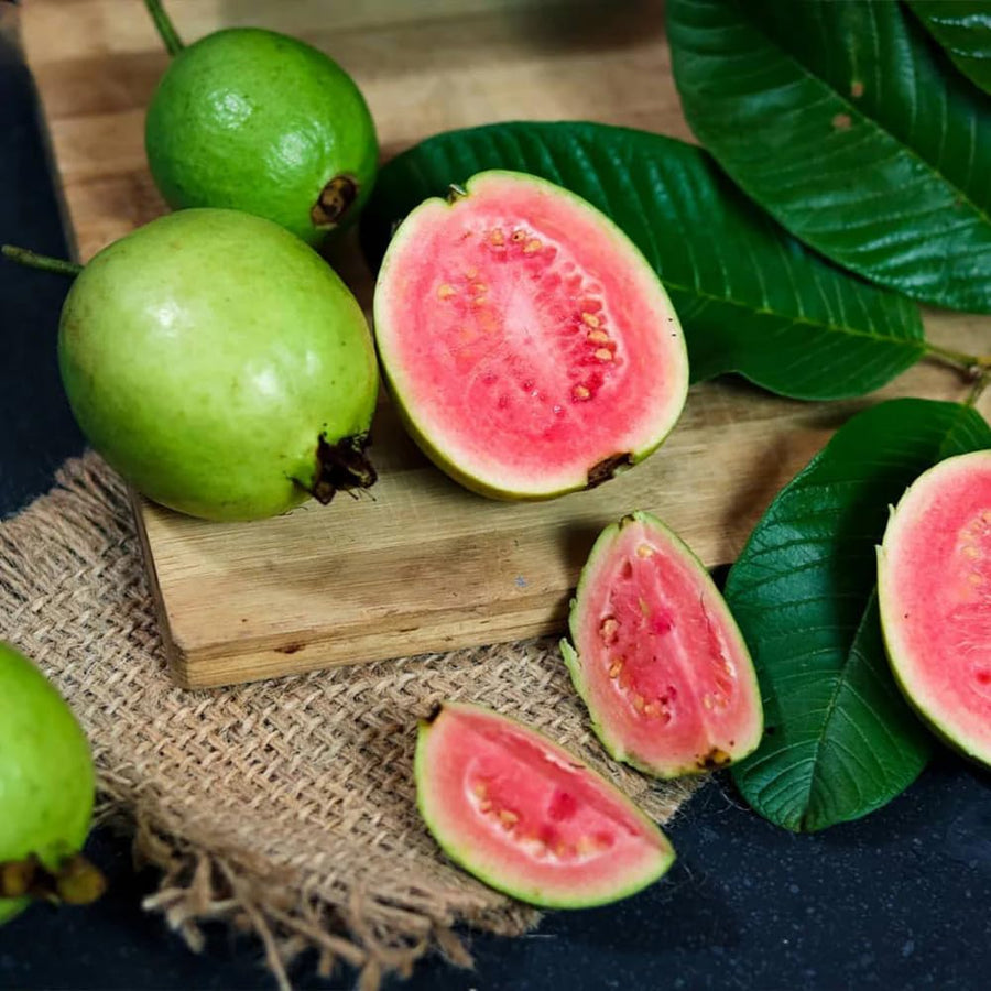 Pink Guava Tree Live, 8-10 Inc Tall Tropical Fruit Tree, Sweet Guava Plant for Outdoor or Indoor Planting, Well-Rooted