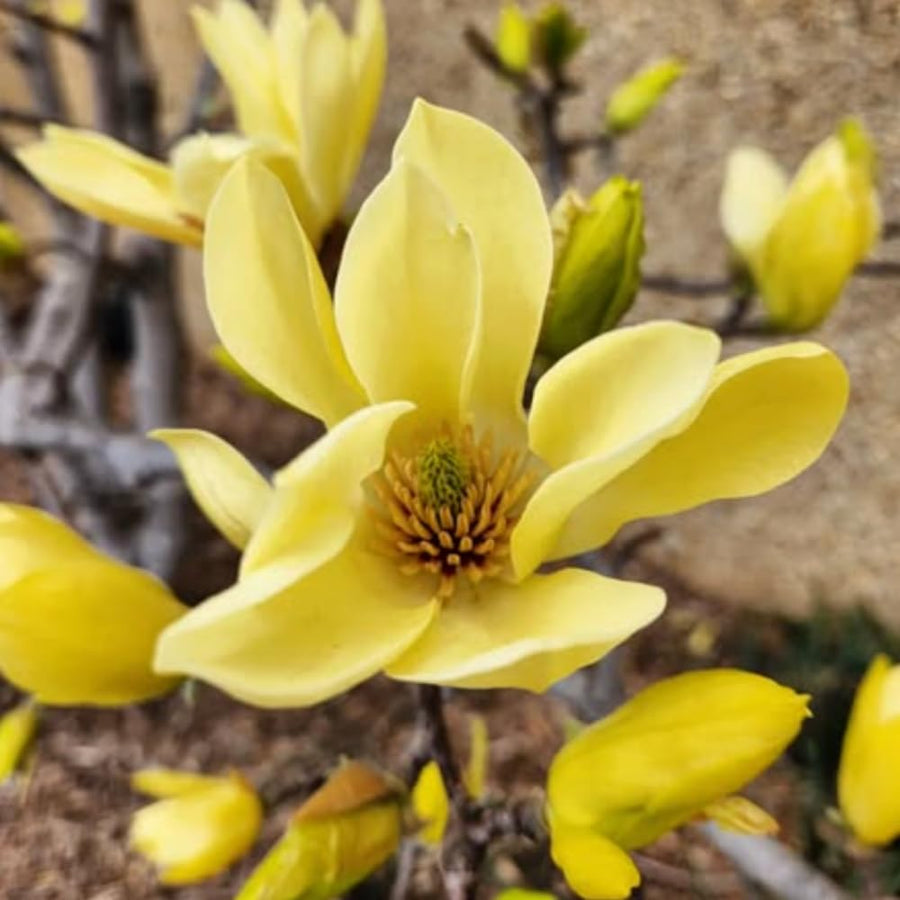 Magnolia Tree Live Plant in 2.5'' Pot, Magnolia Starter Tree, Ornamental Flowering Tree, Outdoor or Container Growing (Yellow Magnolia)