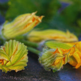 2 Yellow Zucchini Plants Live, 5-9 Inches Tall, Squash Vegetable Plant for Home Garden, Easy to Plant and High Yields