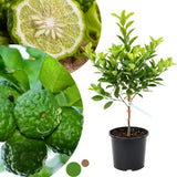 Green Lime Tree Live, 2-3 Feet Tall Grafted Citrus Plant, Lime Tree for Outdoor or Indoor Growing