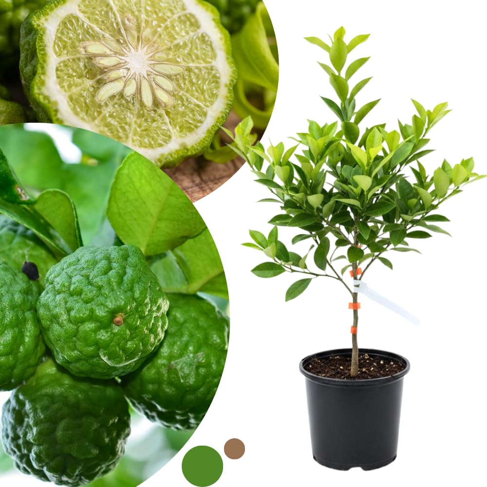Green Lime Tree Live, 2-3 Feet Tall Grafted Citrus Plant, Lime Tree for Outdoor or Indoor Growing