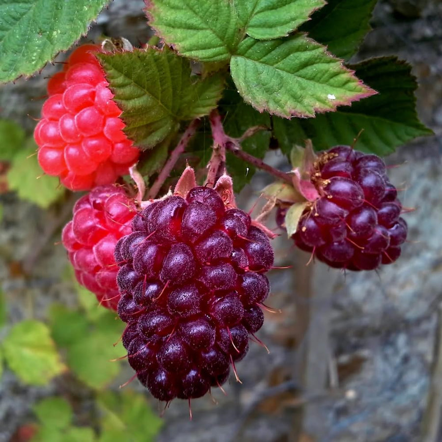 Pack 2 Glencoe Purple Raspberry Plants Live, Size 5-9 Inch Tall, Raspberry Trees Live Plants, Sweet Raspberry Bush Shrub