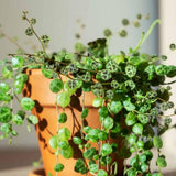 String of Turtles Plant Live in 3" Pot, Peperomia Trailing Houseplant, Green Leaves for Indoor Growing