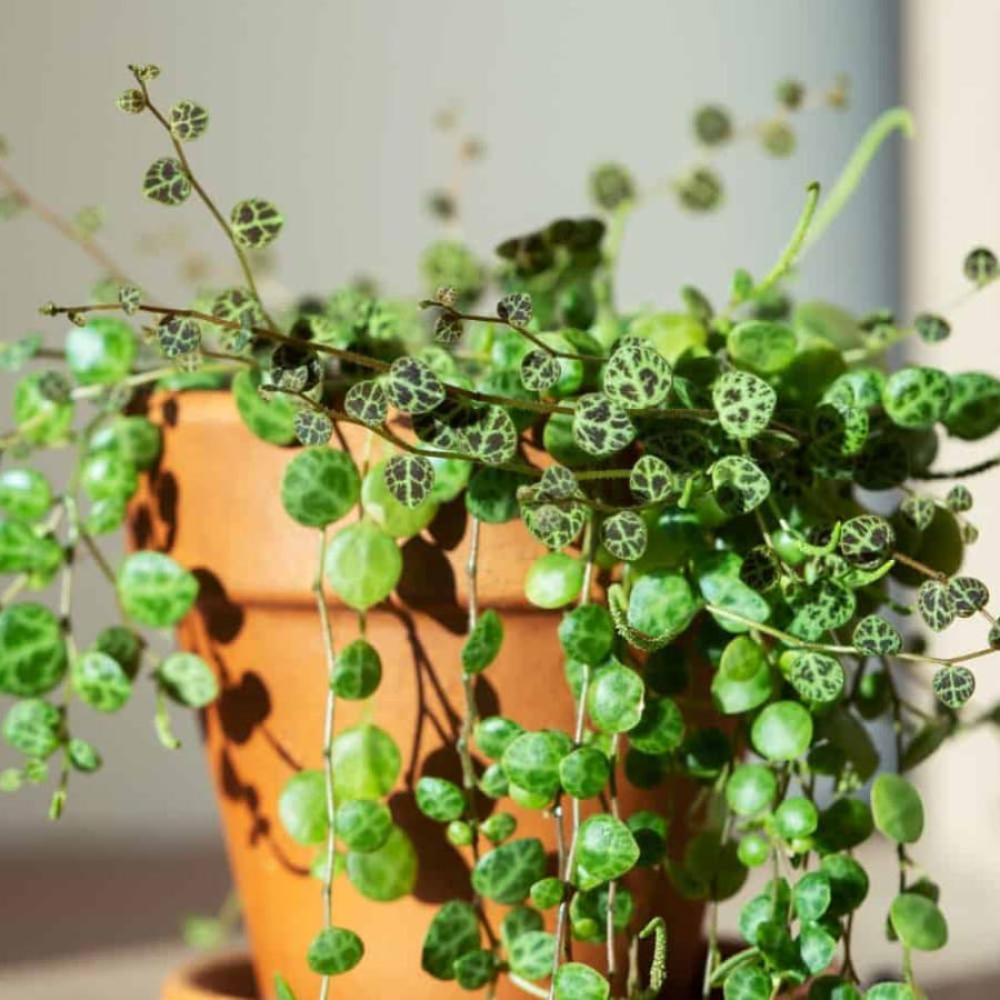 String of Turtles Plant Live in 3" Pot, Peperomia Trailing Houseplant, Green Leaves for Indoor Growing