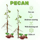 Set of 2 Pecan Tree Live Plant, 10-15 Inches Tall Bareroots, Nut Tree, Hardy Pecan Nut Seedling for Outdoor Gardening