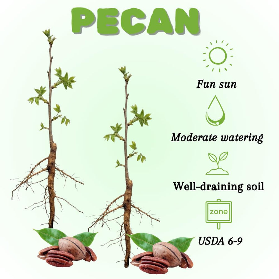 Set of 2 Pecan Tree Live Plant, 10-15 Inches Tall Bareroots, Nut Tree, Hardy Pecan Nut Seedling for Outdoor Gardening