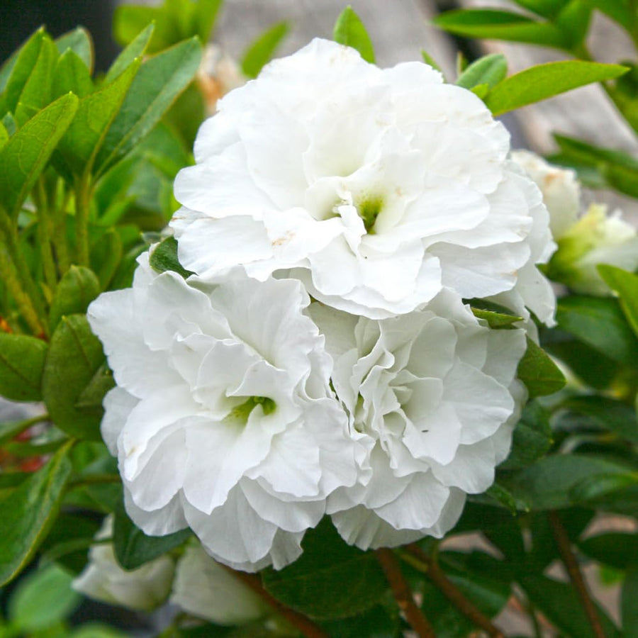 White Azalea Plant Live, 10 Inches Tall, Hardy Flowering Shrub for Outdoor Planting and Landscaping