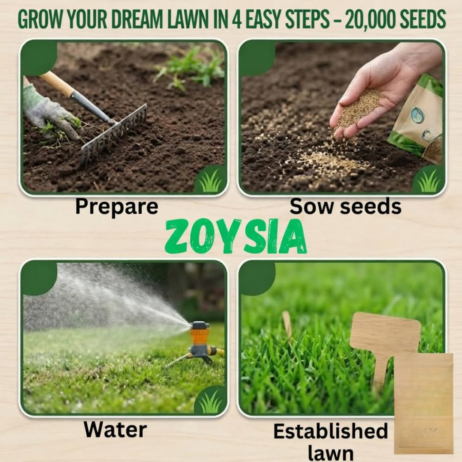 Set 20000 Zoysia Grass Seeds, Zoysia Grass Seeds for Lawn, Low Maintenance, Drought Tolerant Lawns for Home and Yards