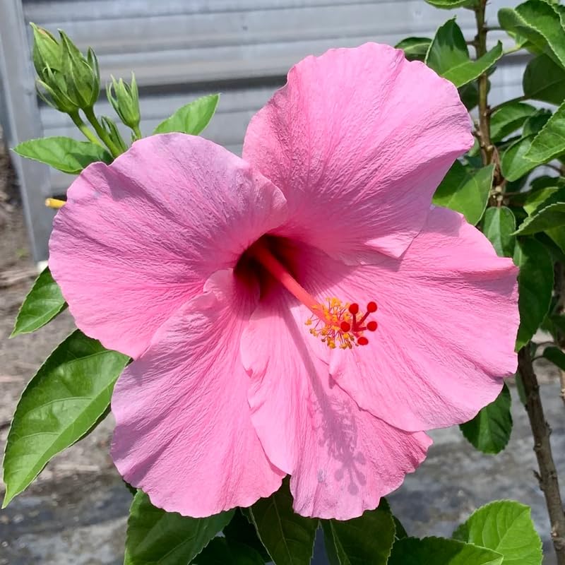 Set 4 Hardy Hibiscus Plants Live, Pink Hibiscus Flowers Bush Shrub Well-Rooted Plugs, 3-5" Tall, Ornamental Hibiscus Seedlings