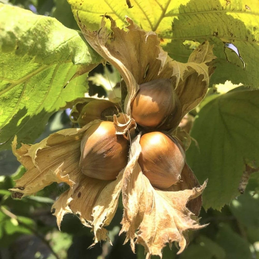 Set 2 Hazelnut Plant Live Shrub 6-10 Inches Tall, Hazelnut Tree in Quart Pot, Fast Growing Nut Tree for Outdoor Garden and Yard, Dormant in Winter