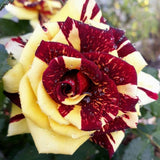 Rare Rose Bush Live Plant - Rose Plant Live to Grow - Bareroot 5-10 Inch Tall - Fragrant Rose Flowers Shrub - No Pot (Stripe Rose)