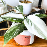 Princess Philodendron Plant, Rare Tropical Variegated Live Indoor Houseplant, 5-8" Tall, No Pot (White Princess Philodendron Plant)