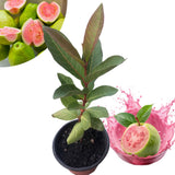 Pink Guava Tree Live Plant, 3 to 6 Inc Tall, Well Rooted, 4 Months Old Guava Tree Seedling, Fragrant Guava for Planting, Cold Hardy
