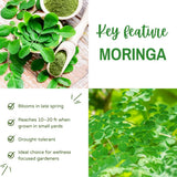 Set 35+ Moringa Oleifera Seeds for Planting, Moringa Seeds, Easy Care Tree, Ideal for Indoor Outdoor Gardening