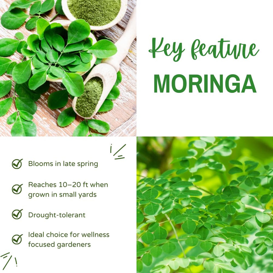 Set 35+ Moringa Oleifera Seeds for Planting, Moringa Seeds, Easy Care Tree, Ideal for Indoor Outdoor Gardening