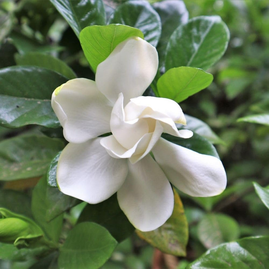 Gardenia Live Plant in 3.5 Inch Pot, 5-7 Inch Tall - Fragrant Blooming Gardenia Bush for Indoor Outdoor Patio Garden, Jasmine Flower Plants
