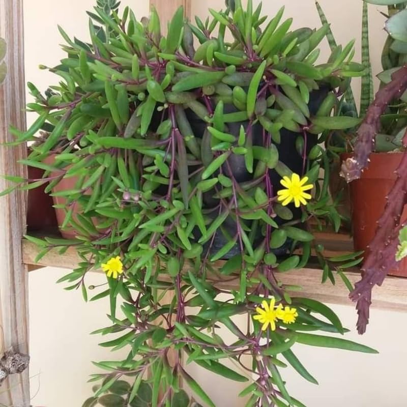 Live Othonna Capensis Ruby Necklace Plant, Ruby Necklace Succulent Plant in 2 Inch Pot for Indoors or Outdoor Garden
