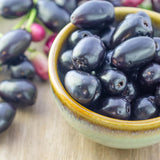 Live Black Java Plum Tree Plant, 4 to 6 Inches Tall in 4 Inch Pot, Tropical Fruit Tree Ready to Grow