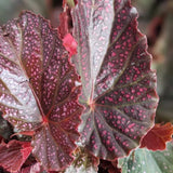 Combo 3 Polka Dot Pink Begonia Angel Wing Plants Live, Begonia Maculata Live Plant, Begonias Live Plants Outdoor, 4 to 8 Inc Tall