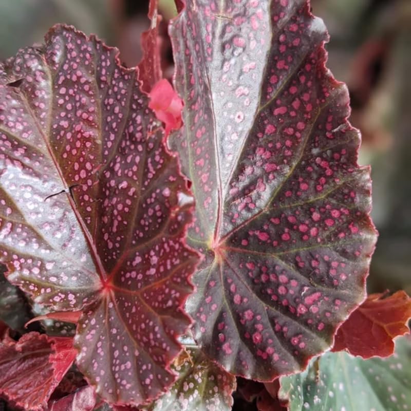 Combo 3 Polka Dot Pink Begonia Angel Wing Plants Live, Begonia Maculata Live Plant, Begonias Live Plants Outdoor, 4 to 8 Inc Tall