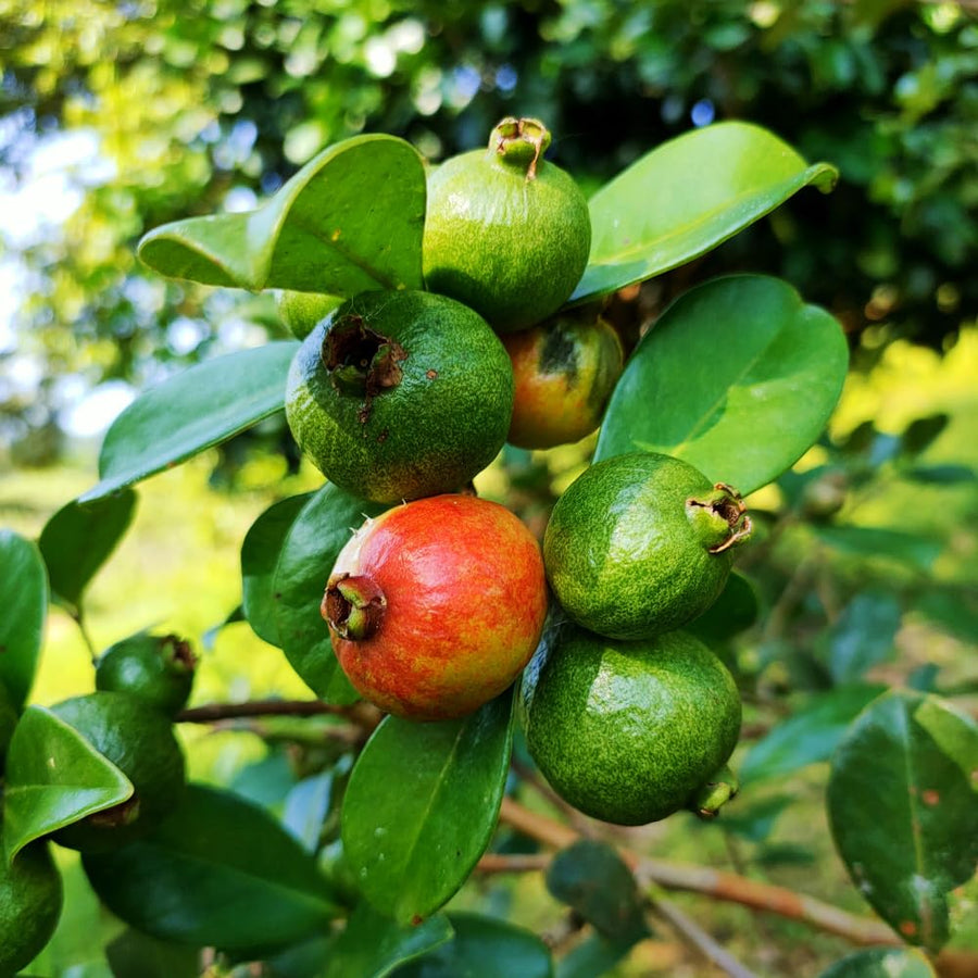 Strawberry Guava Plant Live, Rare Tropical Guava Tree, Sweet Fruit Tree for Outdoor Growing 7-12 Inch in Half Gallon Pot