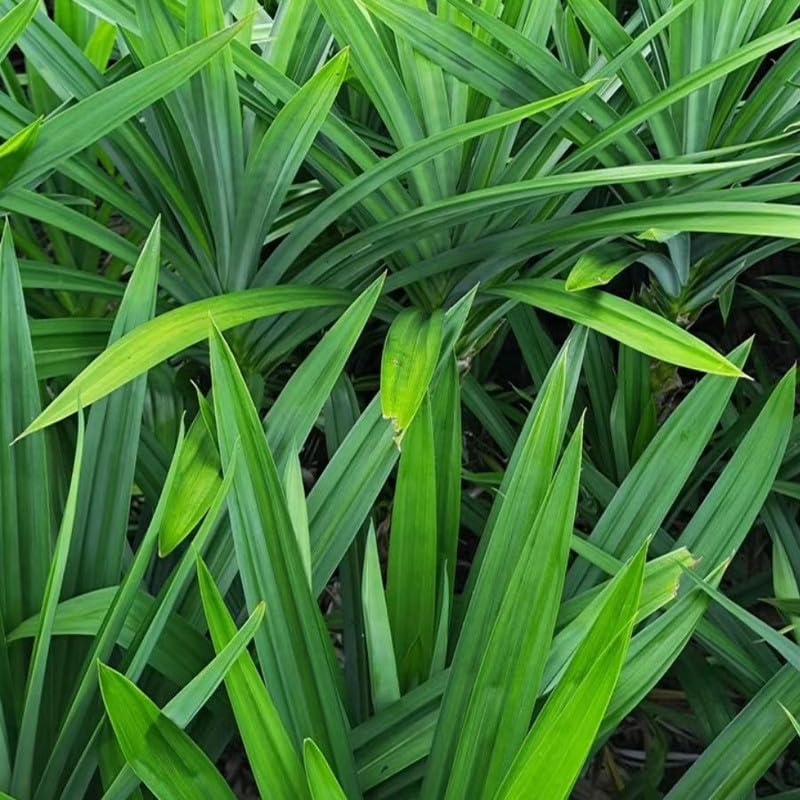 Pandan Live Plant 2ft Tall, Pandan Edible Plant Live for Grow Indoors Outdoor, Tropical Herb Plants