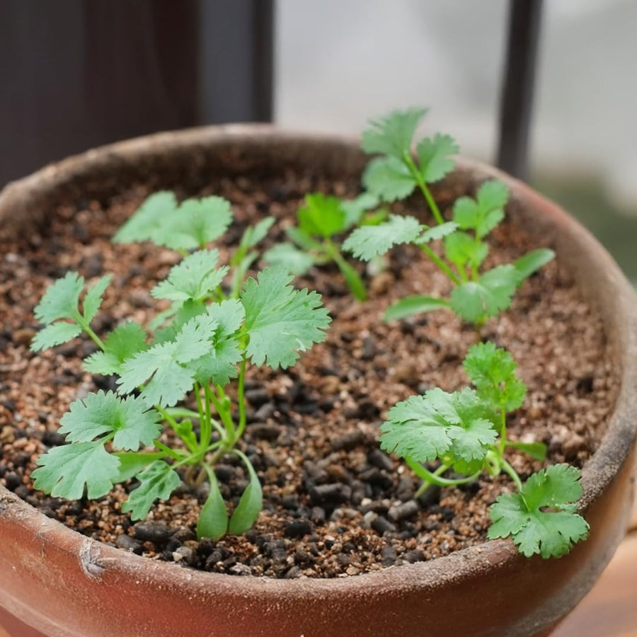 Live Cilantro Plant in 3.5 Inch Pot, Green Cilantro Herb Plant, Culinary Herb for Indoor Herb Gardens and Outdoor Planting