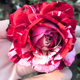 Red Pink Mini Rose Plant Live, Miniature Rose Bush in 3" Pot, Indoor Outdoor Flowering Plant, Compact Live Rose for Gifts and Gardens