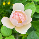 Well-Rooted Rose Live Plant, Climbing Roses Live Plant, Fragrant Climber Plant for Planting, No Leaf, Trim Back, 5-9" in Tall, Bare Root (Rose Pink)