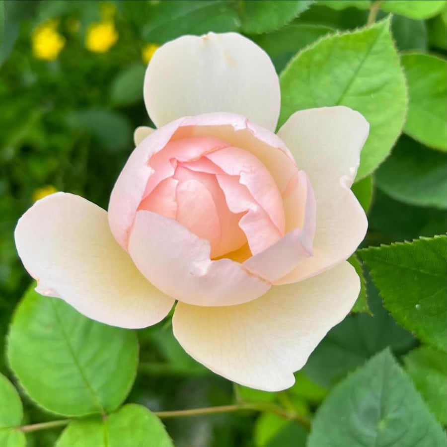 Well-Rooted Rose Live Plant, Climbing Roses Live Plant, Fragrant Climber Plant for Planting, No Leaf, Trim Back, 5-9" in Tall, Bare Root (Rose Pink)